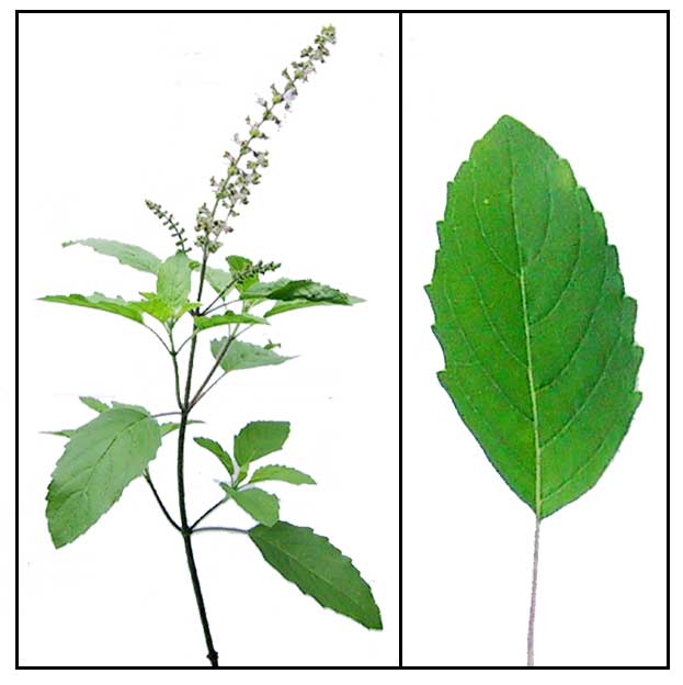 Tulsi Holy Basil Tulsi Holy Basil exporters in India Indian